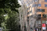 ورود شهرداری به پرونده نابودی عمدی درختان ولیعصر