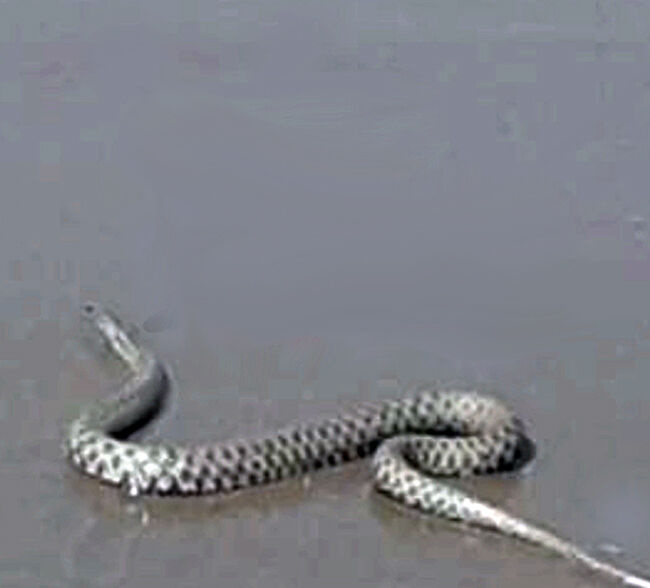 هجوم مارهای سمی به ساحل چالوس و نوشهر