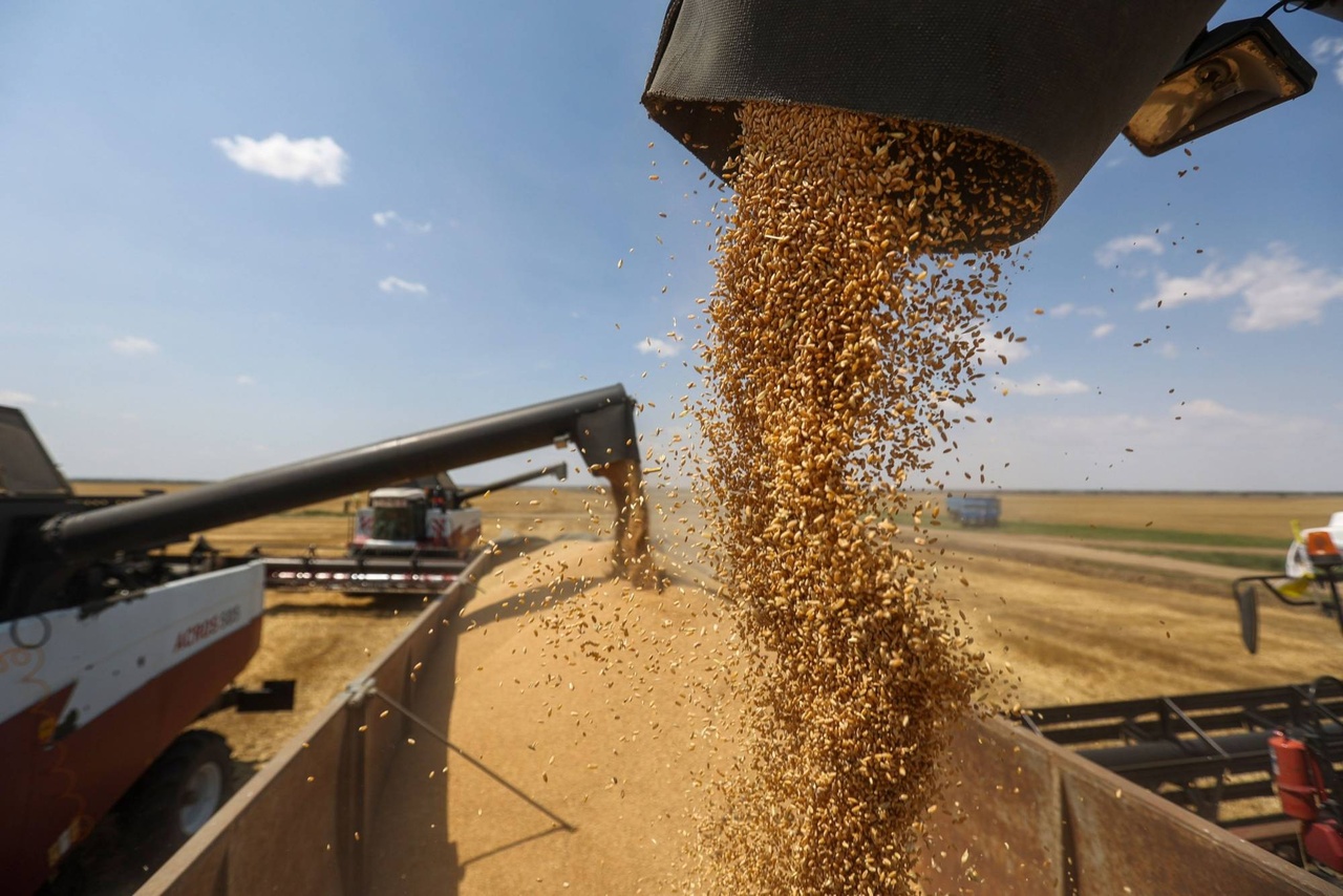 کاهش قیمت گندم و ذرت با احیای «کریدور غلات»