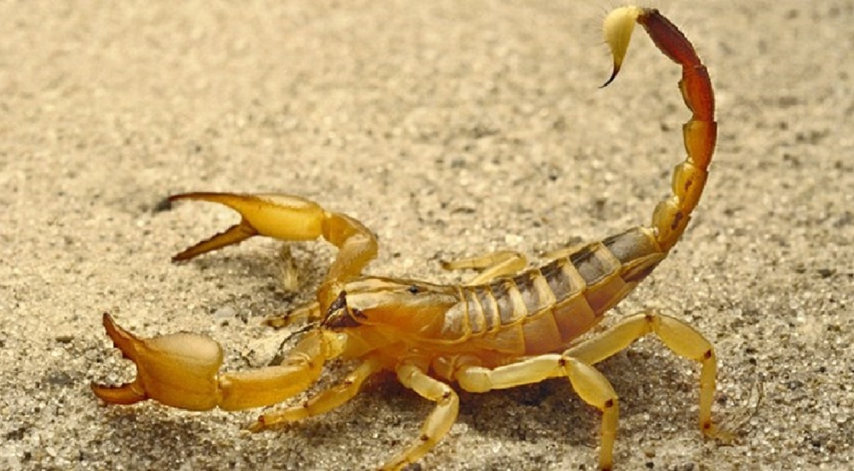 زهر این حیوان ۳۹ میلیون دلار ارزش دارد  زهر این حیوان ۳۹ میلیون دلار ارزش دارد