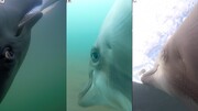 ویدیویی جالب از دلفین‌های مین‌یاب نیروی دریایی آمریکا