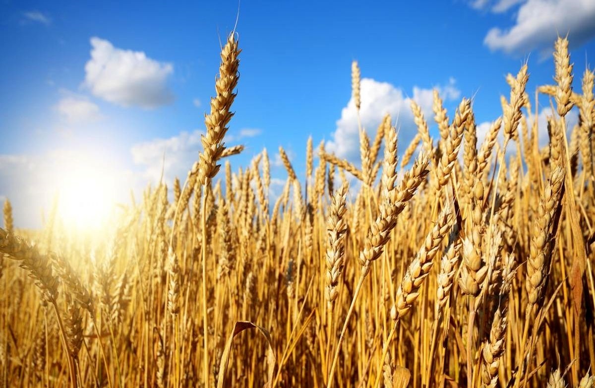 قیمت گندم در ایران بالا می‌رود؟