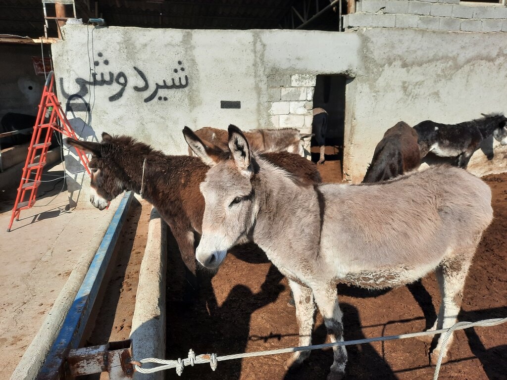 ماجرای شیرخشک الاغ در بازار ایران