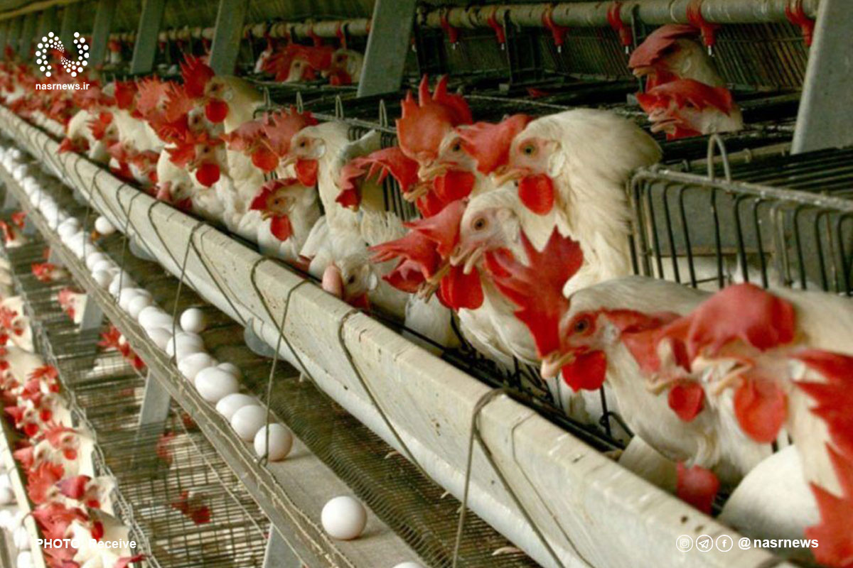پشت گرده چندنرخی بودن قیمت مرغ پشت گرده چندنرخی بودن قیمت مرغ