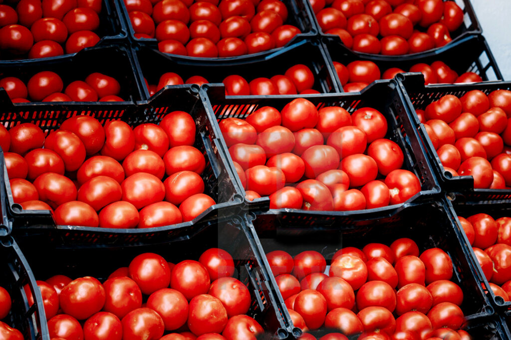 آخرین قیمت گوجه فرنگی در بازار