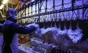 افزایش قیمت مرغ نزدیک است؟