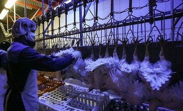 کاهش تولید مرغ / افزایش قیمت مرغ در راه است