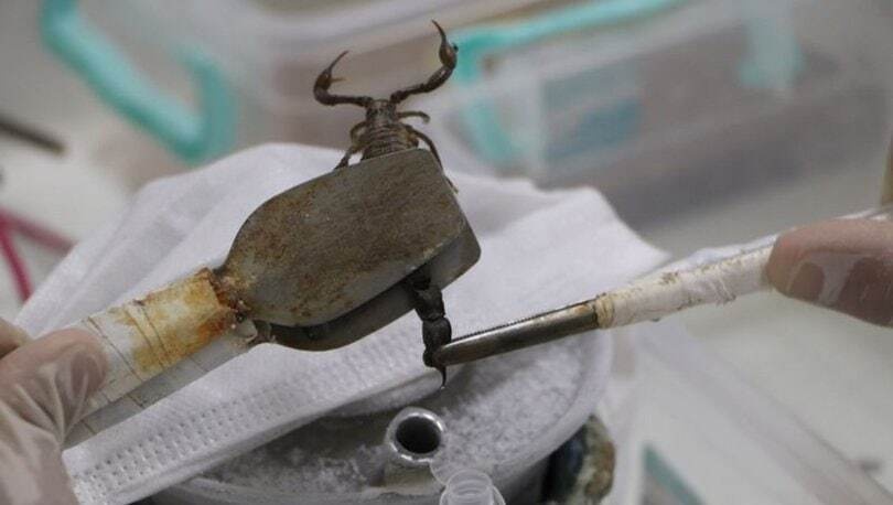 زهر عقرب، لیتری چند؟ زهر عقرب، لیتری چند؟