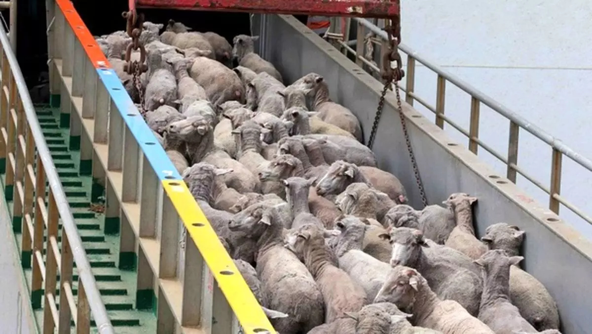 قیمت گوسفند زنده کیلویی چند شد؟