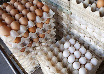 صادرات تخم مرغ آزاد است / منتظر گرانی قیمت تخم مرغ باشیم؟