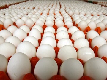 میزان صادرات تخم مرغ ایران اعلام شد