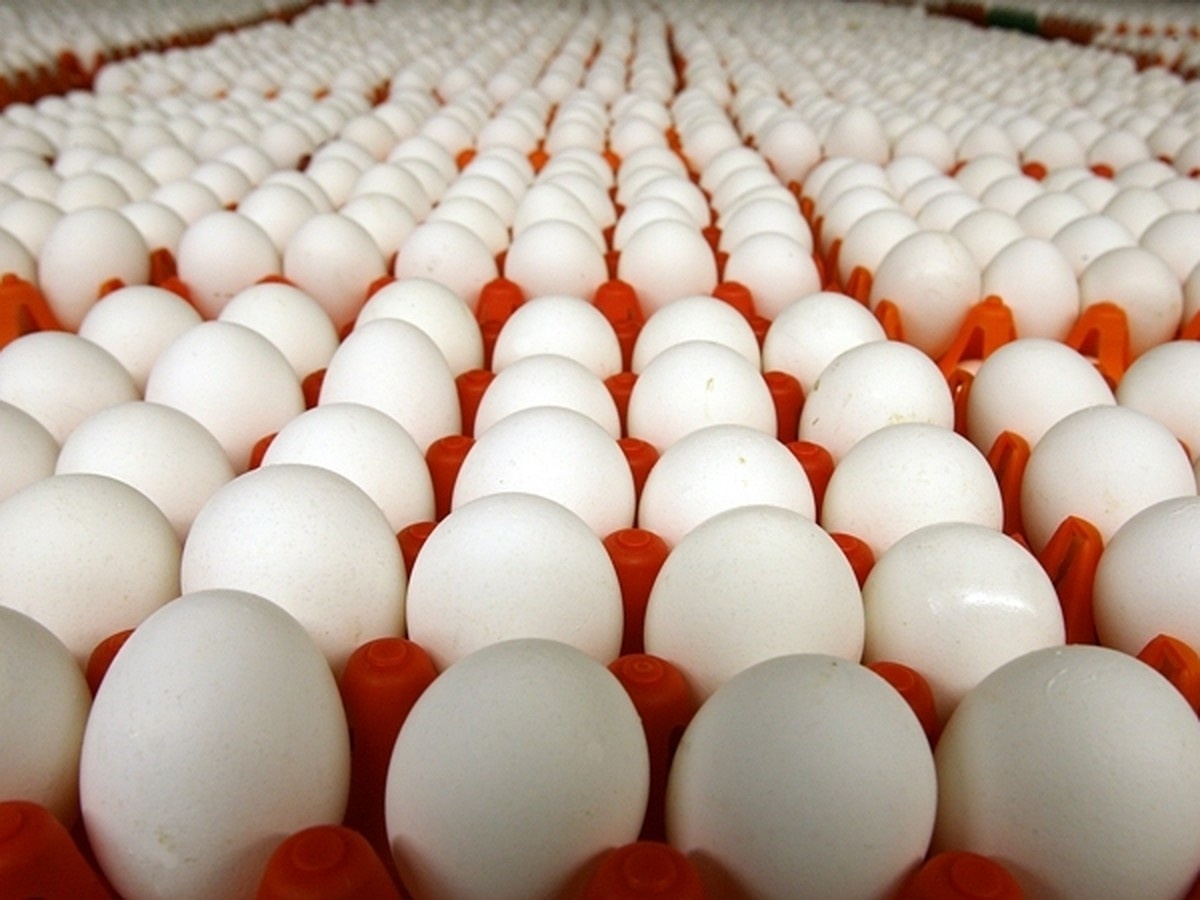 قیمت تخم‌مرغ بسته‌بندی اعلام شد