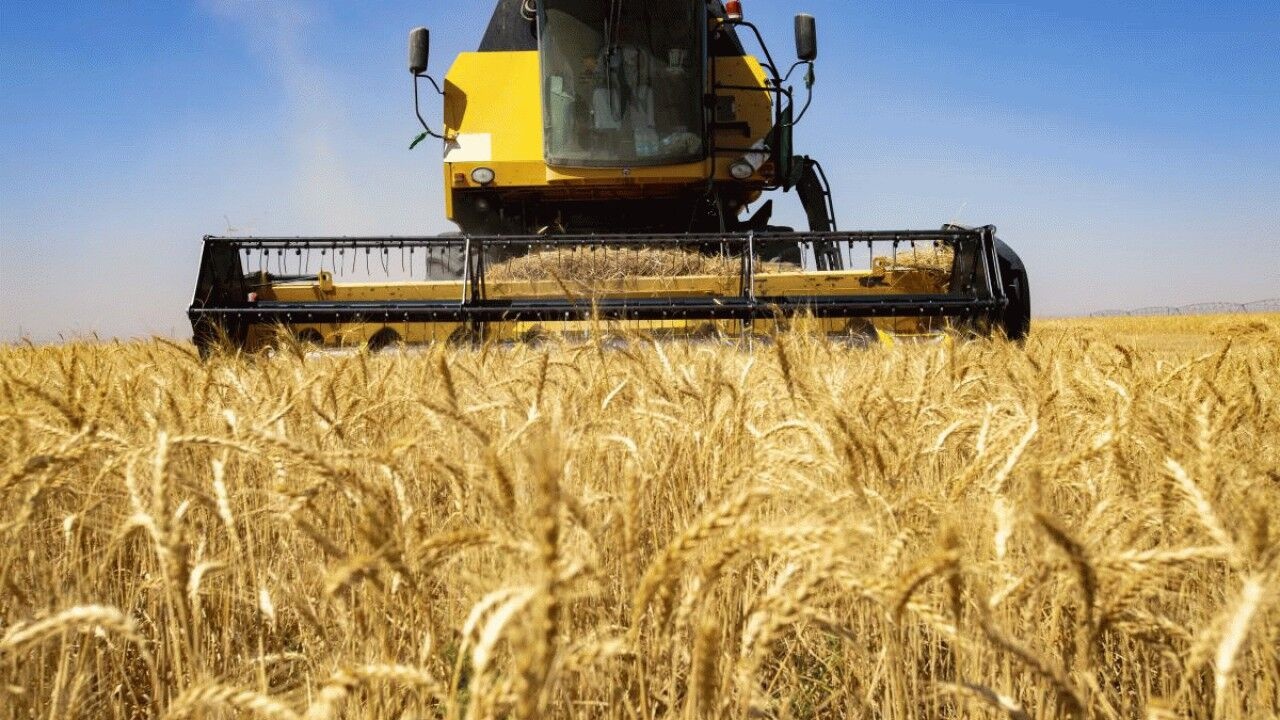 بزرگ‌ترین تولیدکننده گندم در سال ۲۰۲۳/ جایگاه ایران کجاست؟