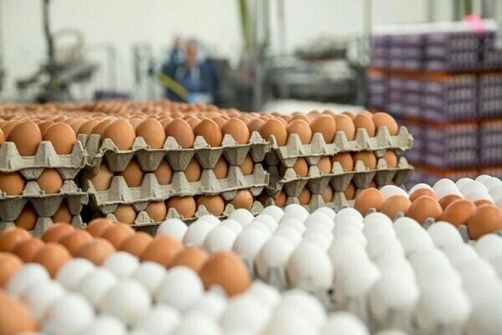 تخم مرغ روی دست تولیدکننده ماند؟