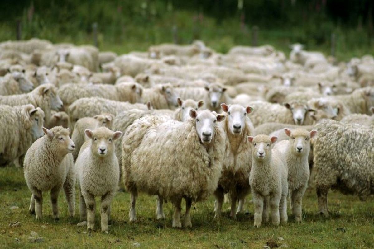 قیمت هر کیلو گوسفند زنده برای عید قربان اعلام شد