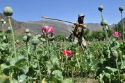 افزایش نجومی درآمد کشت تریاک در افغانستان