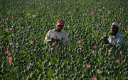 افزایش مرموز درآمد افغانستان پس از سلطه طالبان