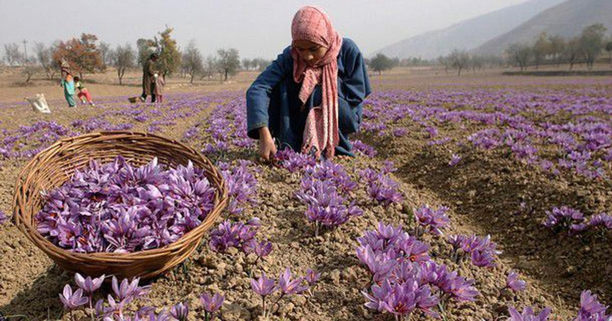 زعفران امسال چقدر گران شد؟ +جدول قیمت زعفران امسال چقدر گران شد؟ +جدول قیمت