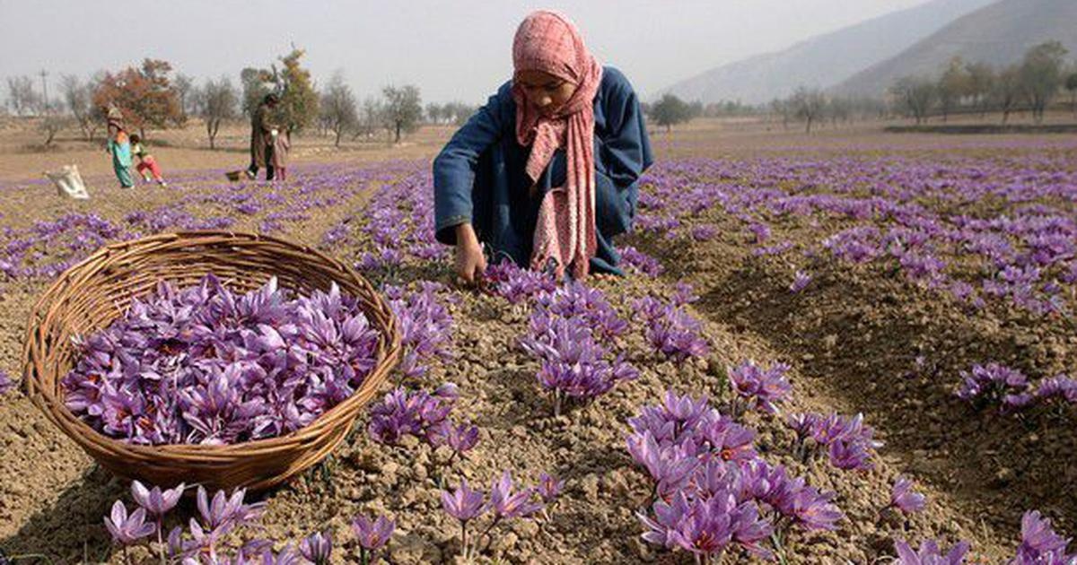 زعفران کیلویی ۴۱میلیون و ۱۵۰هزار تومان