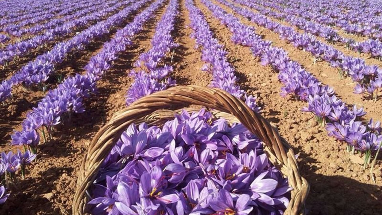 صادرات زعفران ایران به ۳۷ کشور دنیا صادرات زعفران ایران به ۳۷ کشور دنیا