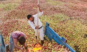 چرا هند دنبال سیب ایران است؟