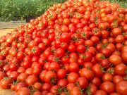قیمت گوجه فرنگی هم پر کشید + قیمت جدید