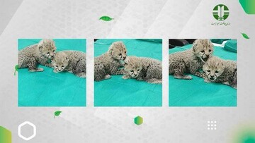 تغییرات توله یوزهای  "آذر" و "توران" در یک هفته+ عکس