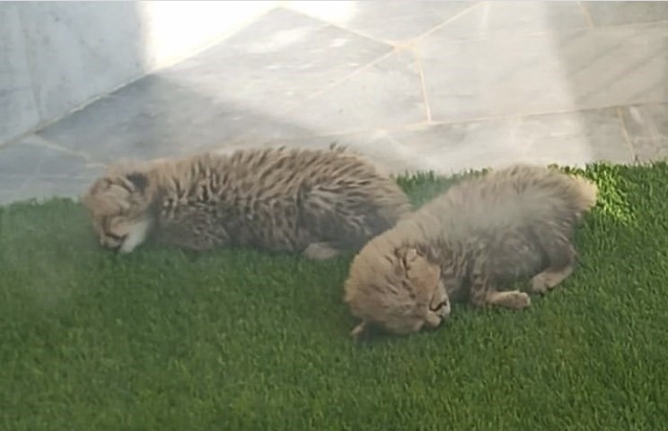 تغییرات توله یوزهای "آذر" و "توران" در یک هفته+ عکس