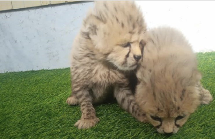 تغییرات توله یوزهای "آذر" و "توران" در یک هفته+ عکس