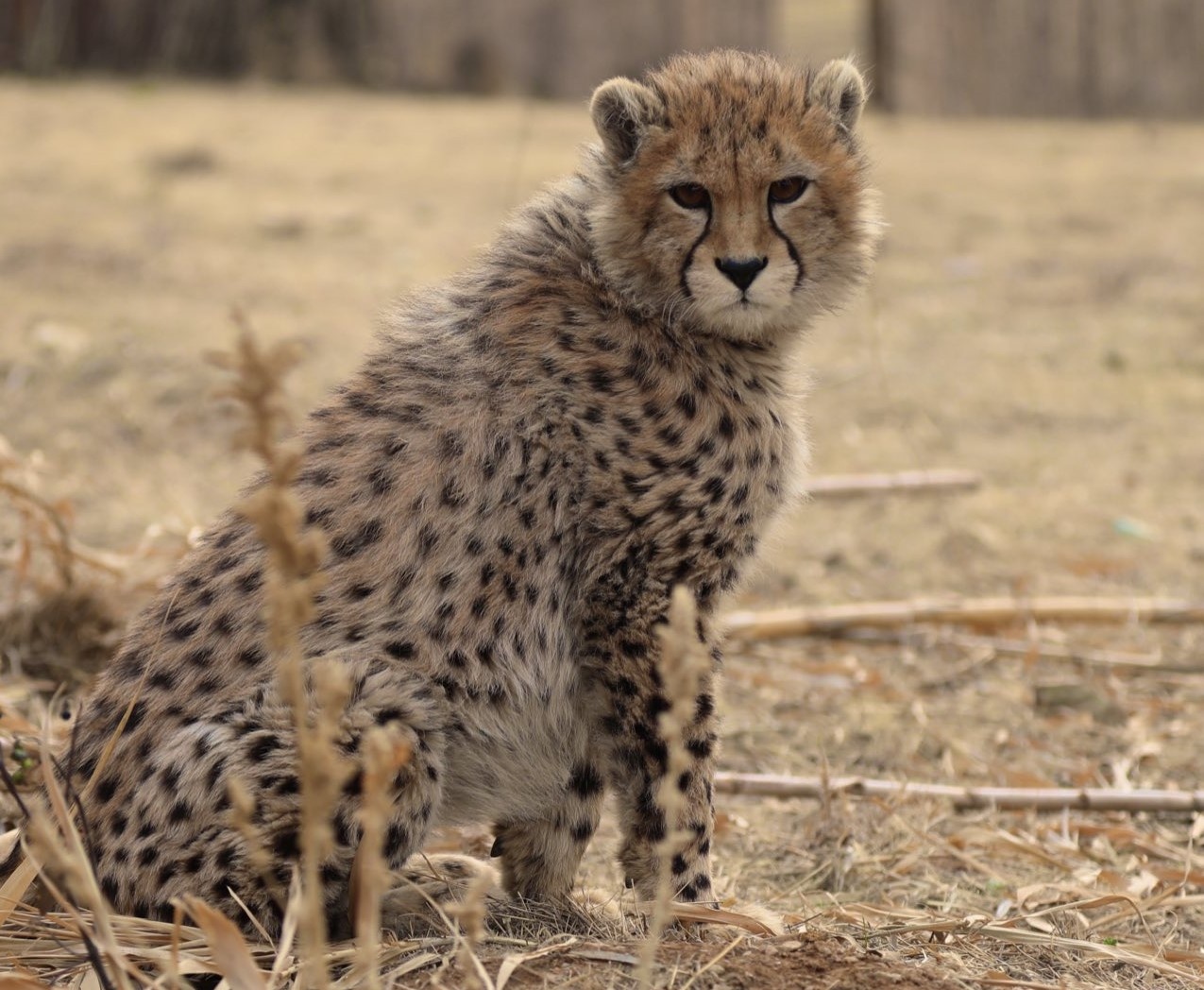 تغییرات دیدنی «پیروز» فقط در دو ماه+ عکس