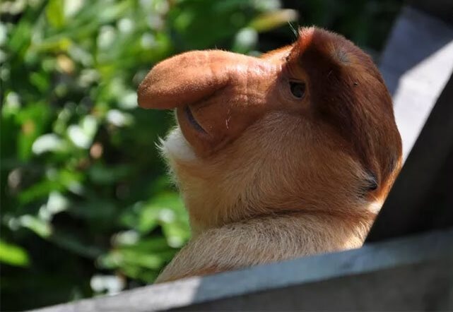 زشتترین حیوانات روی زمین + عکس