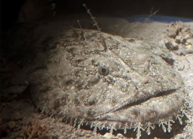 زشتترین حیوانات روی زمین + عکس