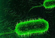 آمار نگران‌کننده مبتلایان به بیماری وبا در کشور
