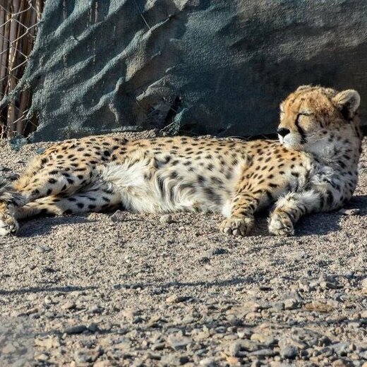 تصویر کوشکی در روزهای آخر عمر