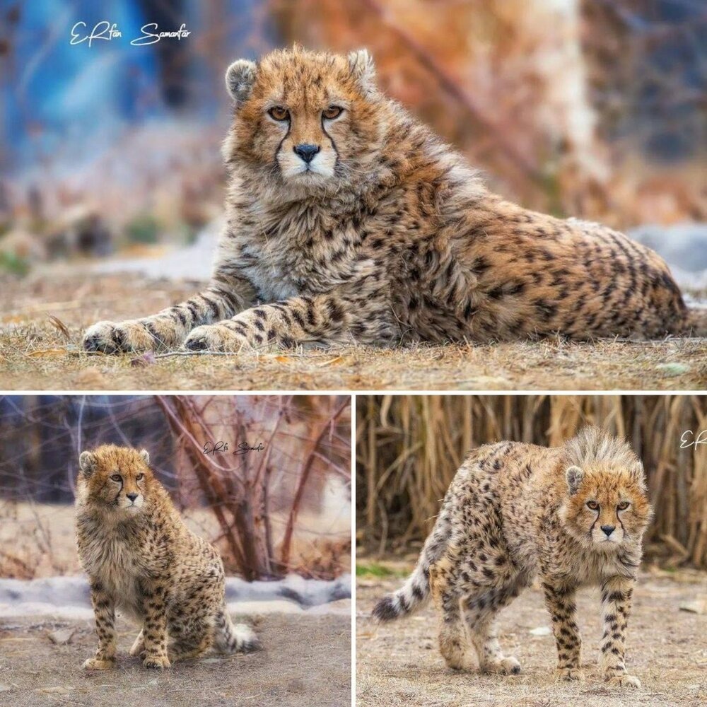 یک تصمیم جنجالی برای جسد بیجان «پیروز» یک تصمیم جنجالی برای جسد بیجان «پیروز»