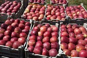 صادرات میوه خوشمزه ایرانی با قیمت ارزان به این کشور
