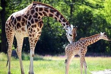 سرنوشت هولناک برای زرافههای آفریقایی تهران
