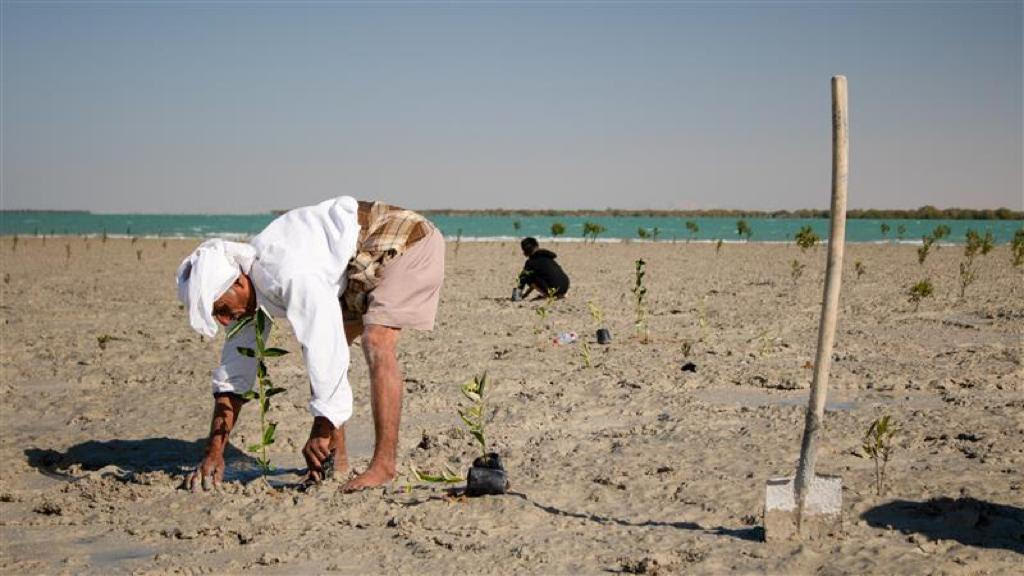 جاباما در مسیر احیای جنگل‌های حرا