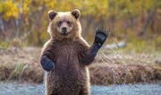 در این شهر ایران خرس قهوه‌ای دیده شد