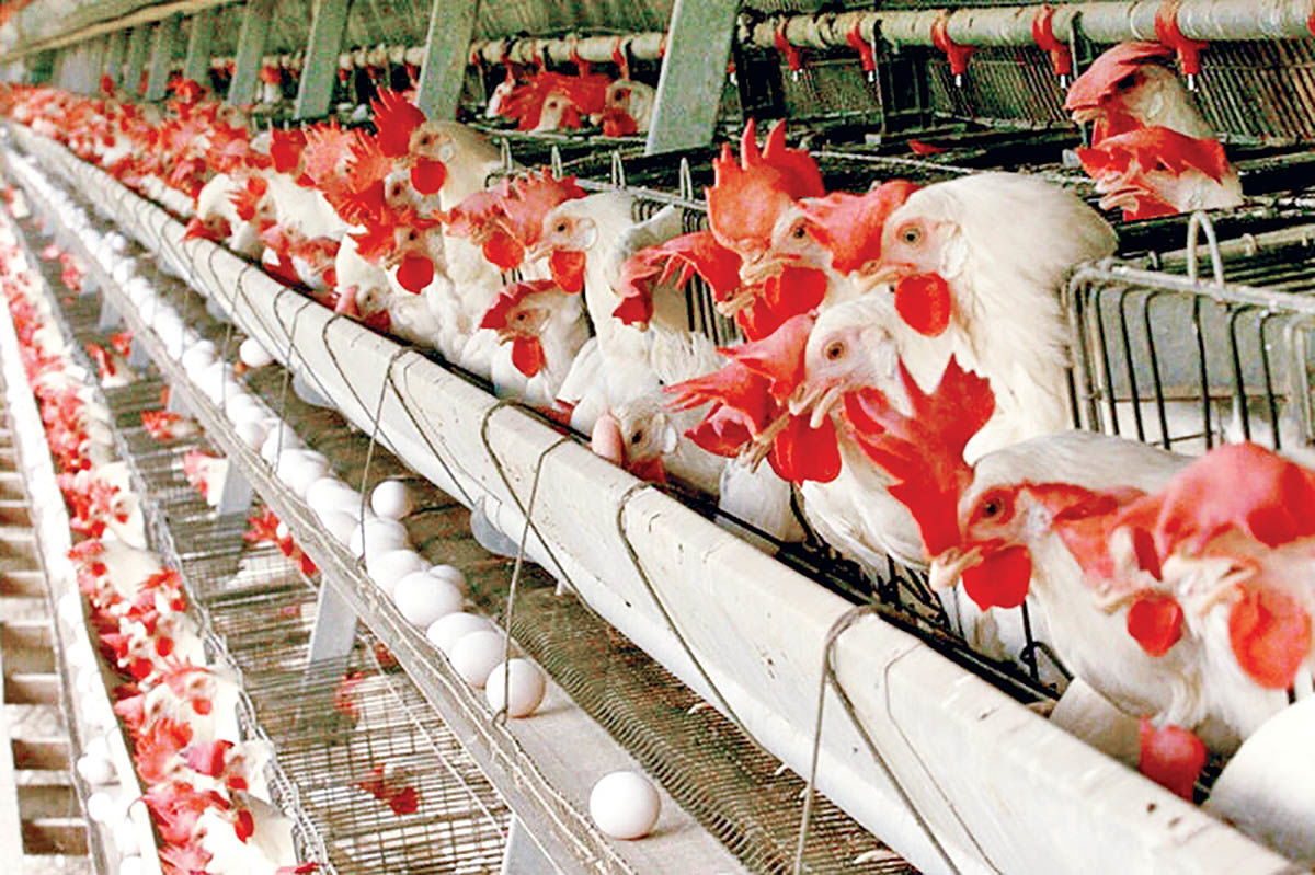 تولیدکنندگان مرغ و تخم‌مرغ به مردم یارانه می‌دهند؟