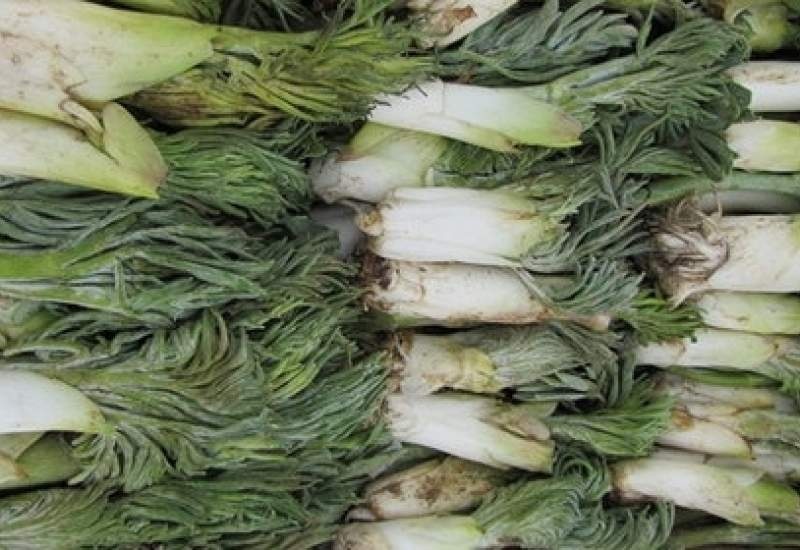 این گیاه را نخورید که کبد را نابود میکند این گیاه را نخورید که کبد را نابود میکند