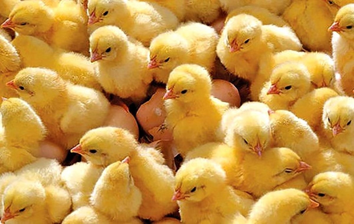 جوجه‌فروش‌ها تکلیف قیمت مرغ‌ را یکسره کردند+ ۵ شرط جدید