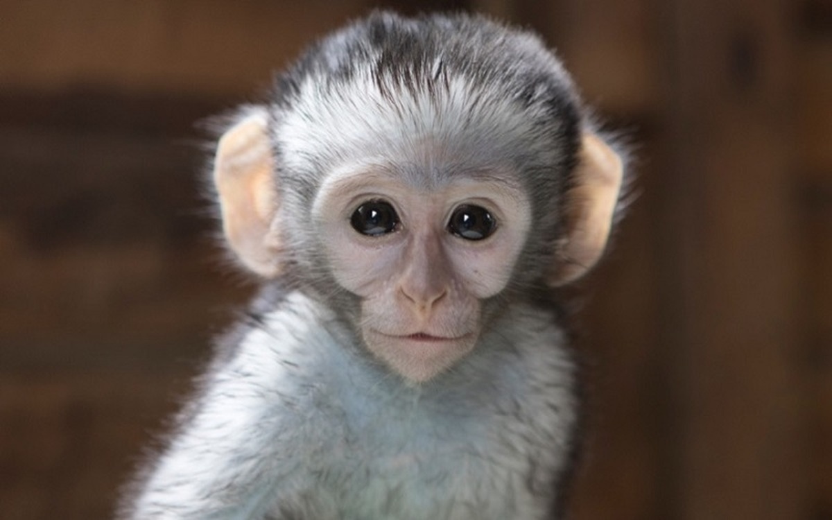 واردات میمون از آفریقا به ایران