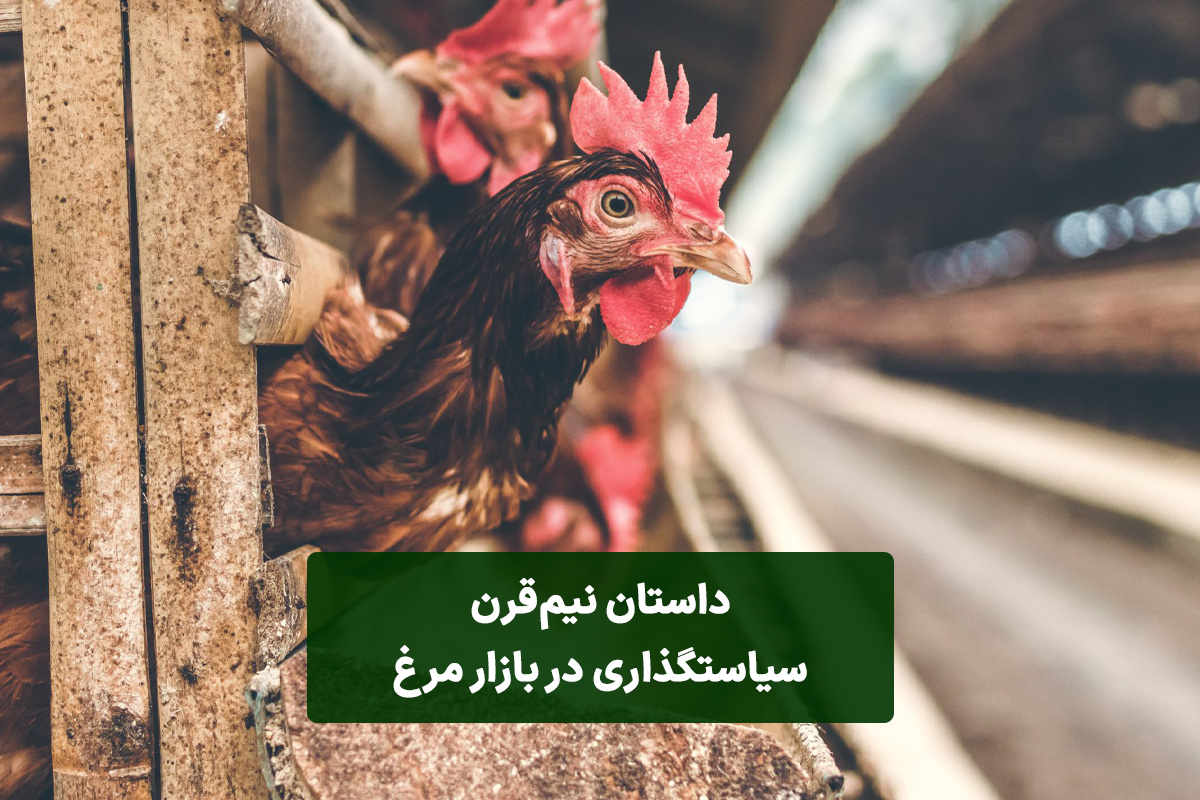 داستان نیمقرن سیاستگذاری در بازار مرغ داستان نیمقرن سیاستگذاری در بازار مرغ