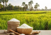 امسال یک میلیارد دلار برنج وارد کشور شده